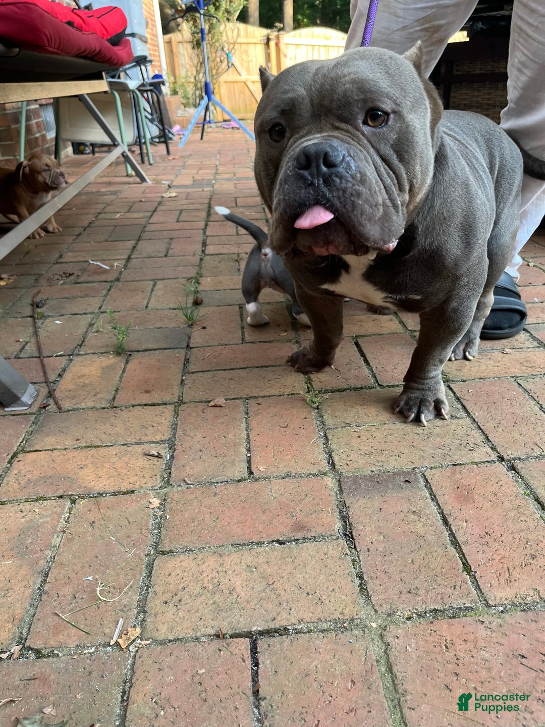 American Bully dogs for sale: Jax - Ad 5