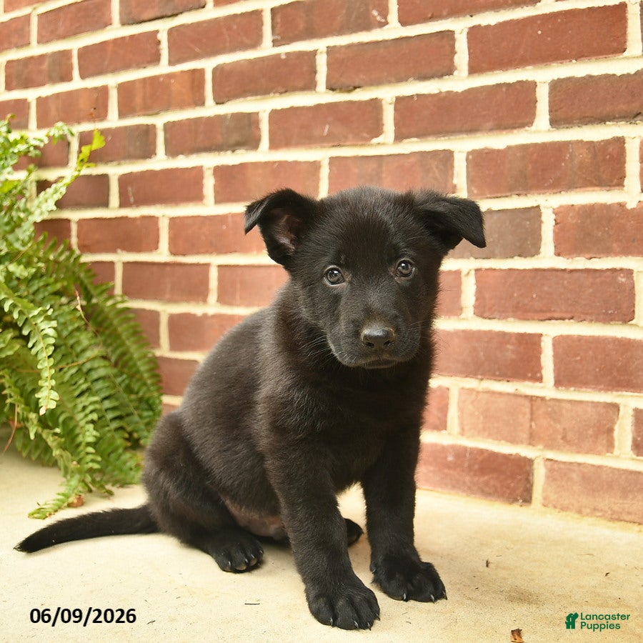 German Shepherd dogs Brewster - Ad 1