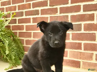 German Shepherd dogs for sale: Brewster - Ad 3