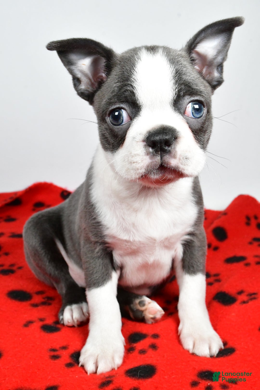 Boston Terrier dogs for sale: Trisha  - Ad 1