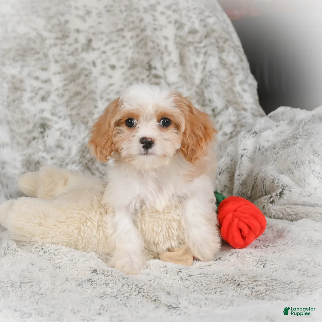 Havanese dogs for sale: Hazel - Ad 7