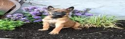 Belgian Malinois dogs for sale: Trooper - Ad 4