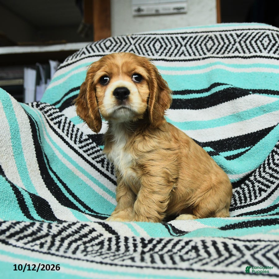 Cocker Spaniel dogs Crumpet - Ad 1