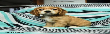 Crumpet
