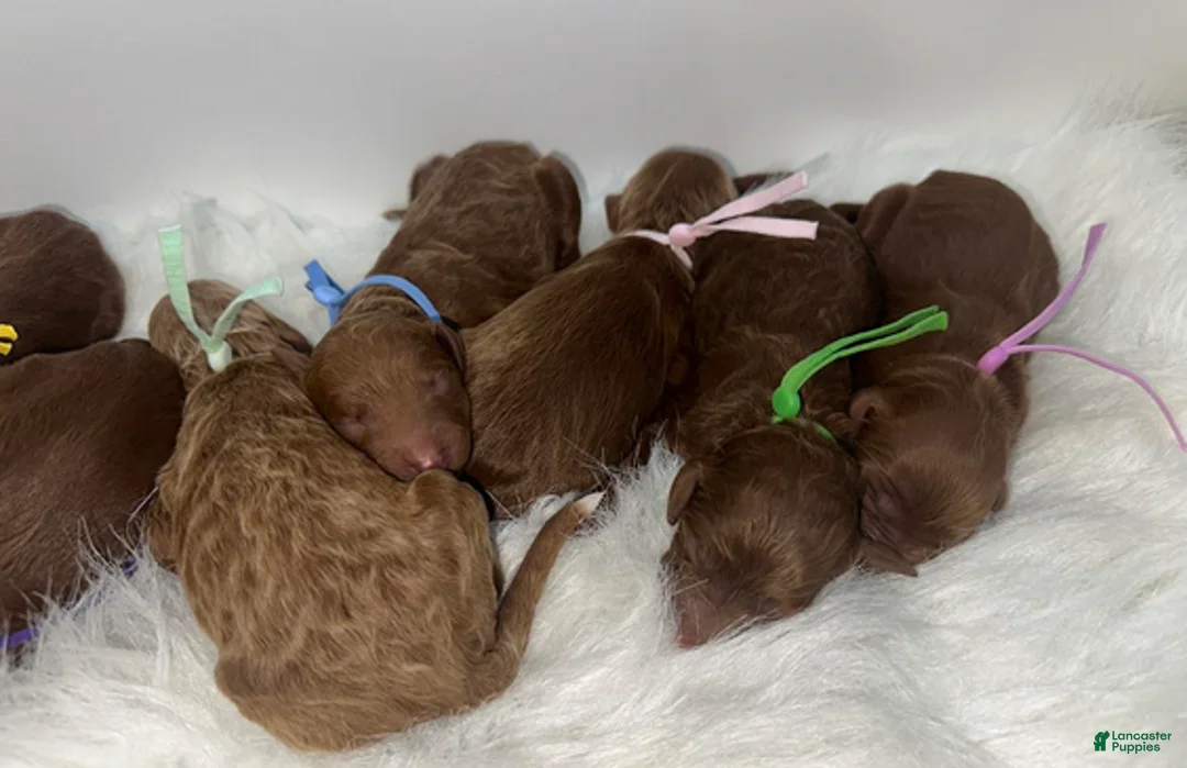 Goldendoodle dogs for sale: Girl 10 - Ad 4