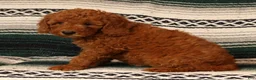 Mini Goldendoodle dogs for sale: Mae - Ad 5