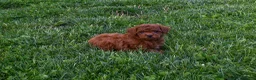 Miniature Poodle dogs for sale: Dustin 💕🐶 - Ad 14
