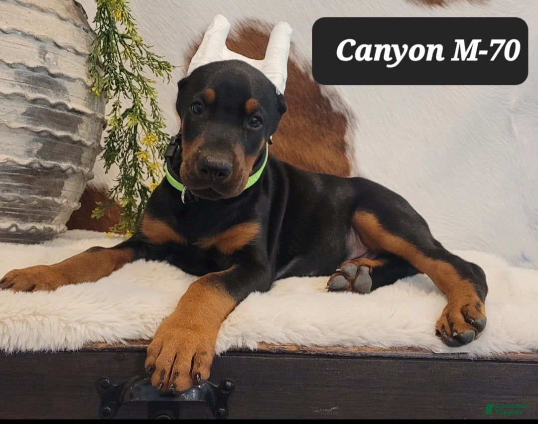 Doberman Pinscher dogs CANYON - Ad 40