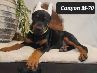 Doberman Pinscher dogs CANYON - Ad 40