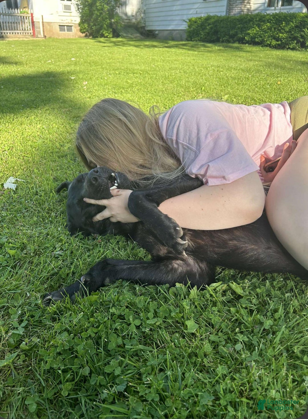 Dutch Shepherd dogs for sale: Dutch Shepherd  - Ad 2