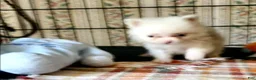 Pomeranian dogs for sale: Akc Gidget - Ad 2