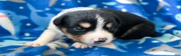 Miniature Australian Shepherd dogs for sale: Miniature Australian Shepherd 4 - Ad 11