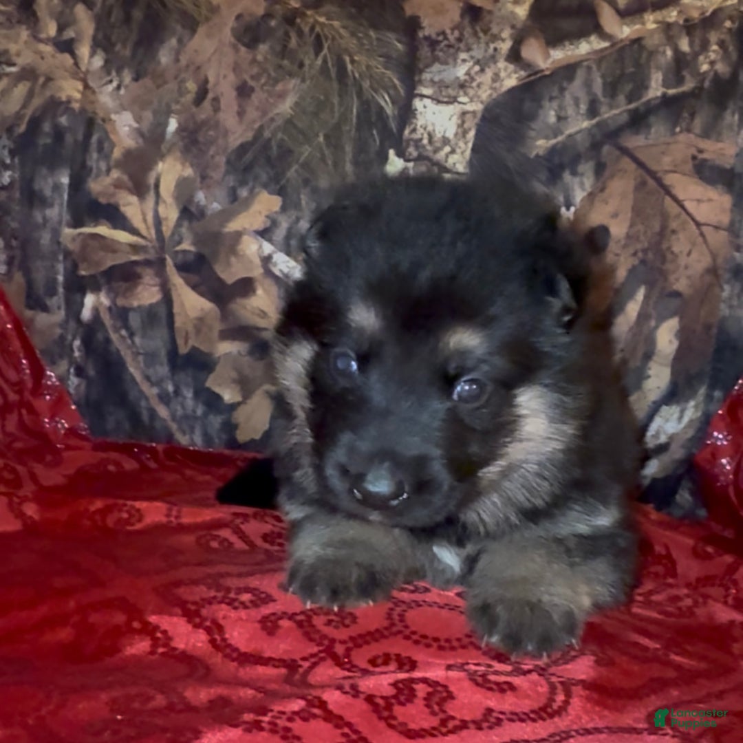 German Shepherd dogs for sale: Sussie B - Ad 17