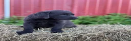 Labrador Retriever dogs for sale: Taira - Ad 2