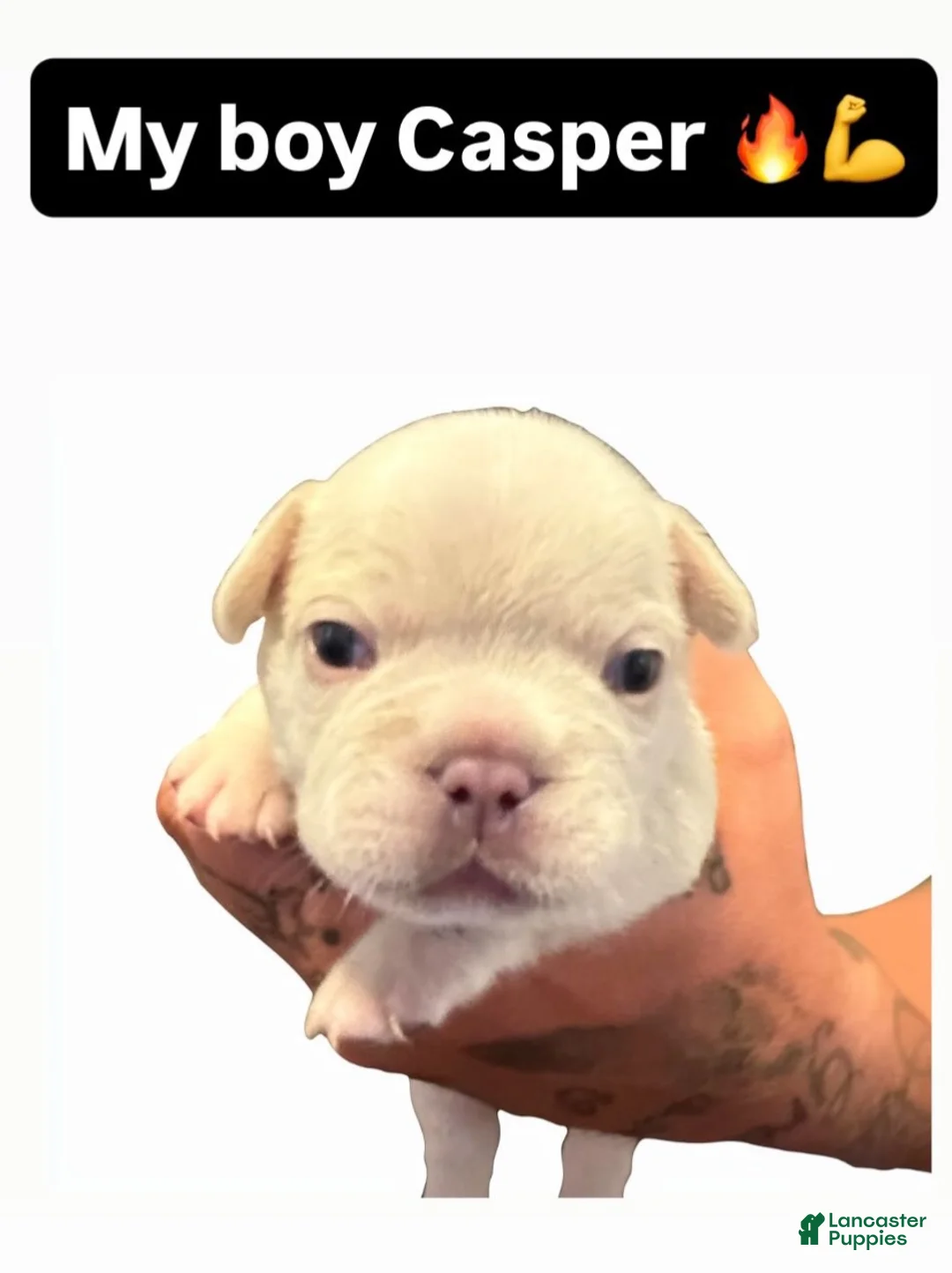French Bulldog dogs for sale: French Bulldog 2 - Ad 1