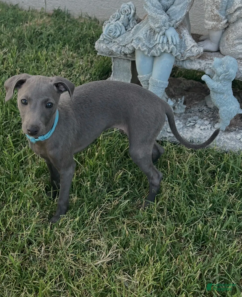 Italian Greyhound dogs Ace - Ad 1