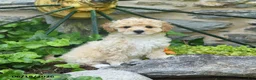 Mini Goldendoodle dogs for sale: Caspian - Ad 1