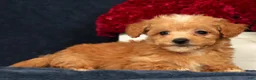 Bichpoo dogs for sale: Omar - Ad 3