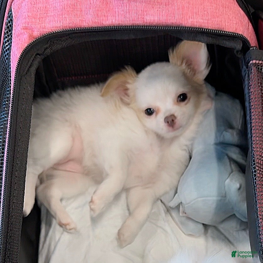 Chihuahua dogs Fancy - Female White and Cream Long Haired Chihuahua Puppy - Ad 2