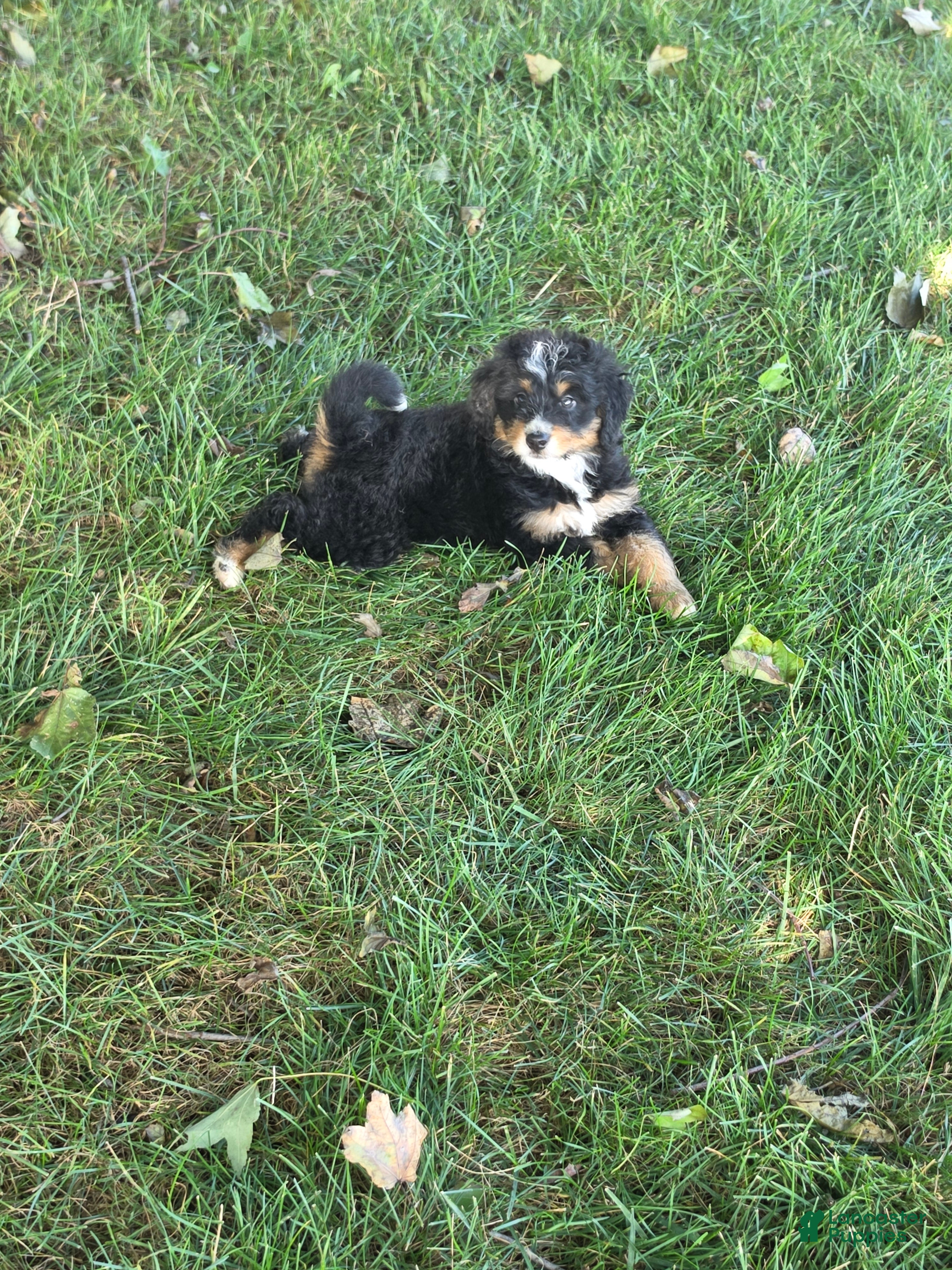 Bernedoodle dogs Lola - Ad 1