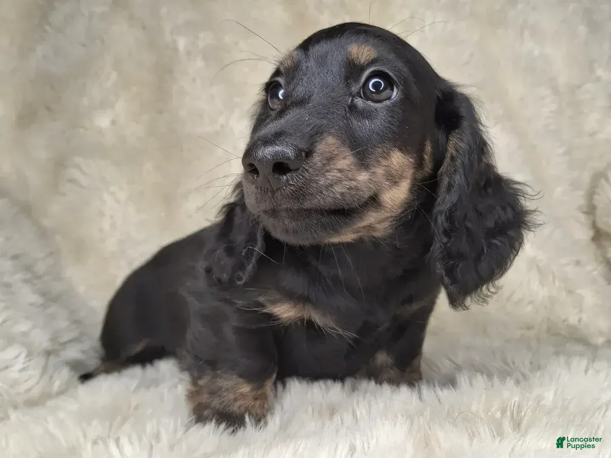 Miniature Dachshund dogs Miniature Dachshund Male - Ad 1