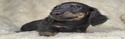 Miniature Dachshund dogs for sale: Miniature Dachshund Male - Ad 1