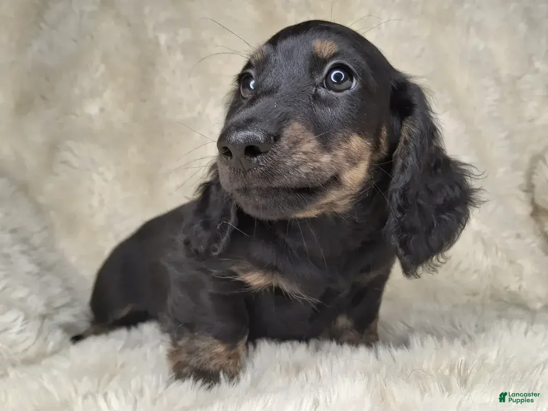 Miniature Dachshund dogs for sale: Miniature Dachshund Male - Ad 1