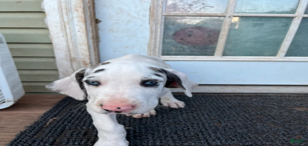 Gallery Image {{count}}