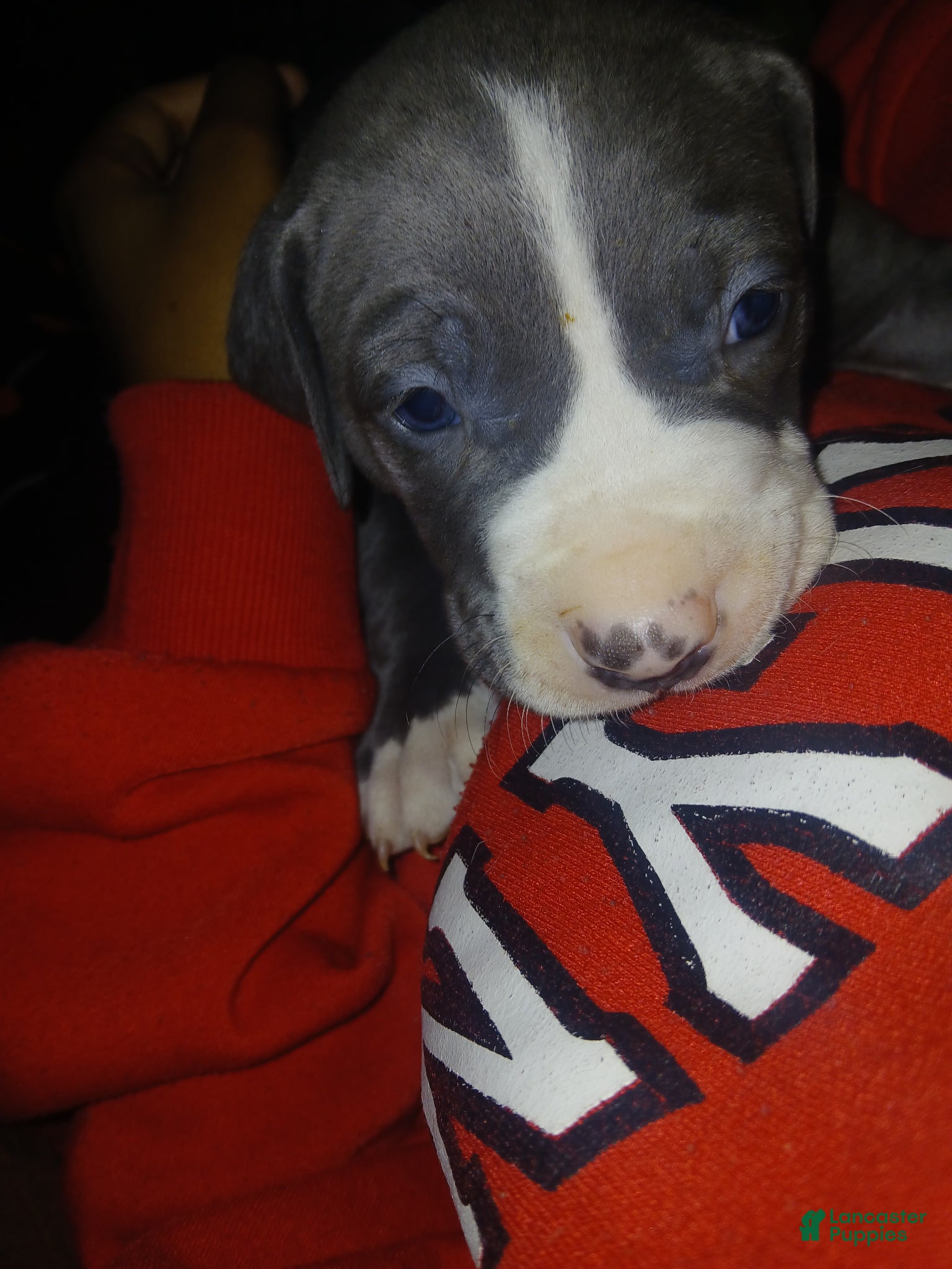 Mixed Breed dogs for sale: Mixed Breed Puppy 2 - Ad 3