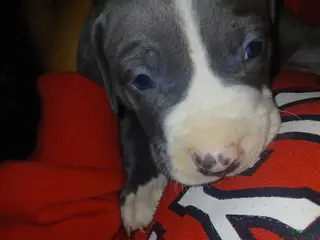 Mixed Breed dogs for sale: Mixed Breed Puppy 2 - Ad 3