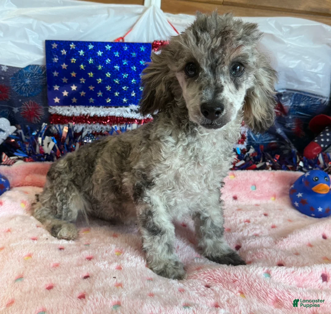 Toy Poodle dogs for sale: Puzzle - Ad 2