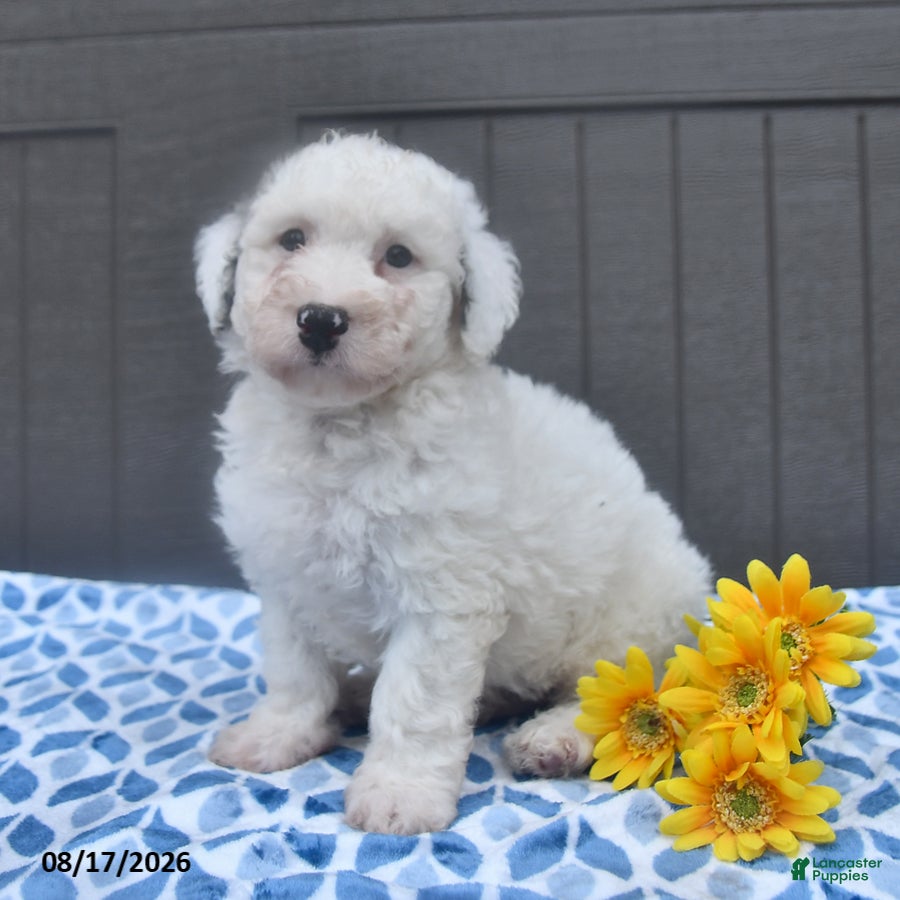 Bichpoo dogs Stanley - Ad 1