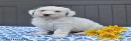 Bichpoo dogs for sale: Stanley - Ad 1
