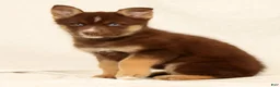 Gerberian Shepsky dogs for sale: Lindy - Ad 4