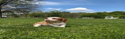 Cavalier King Charles Spaniel dogs for sale: Krissie - Ad 5