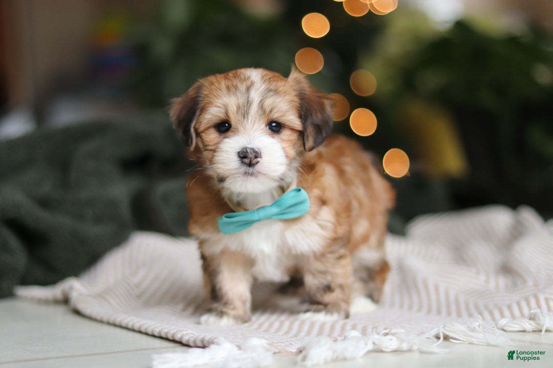 Morkie dogs for sale: Tyson - Ad 6