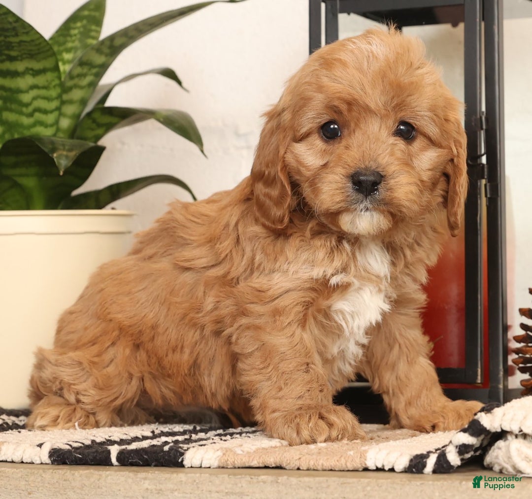 Cavapoo dogs for sale: Mason - Ad 3