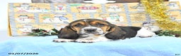 Basset Hound dogs for sale: Jacqueline - Ad 5