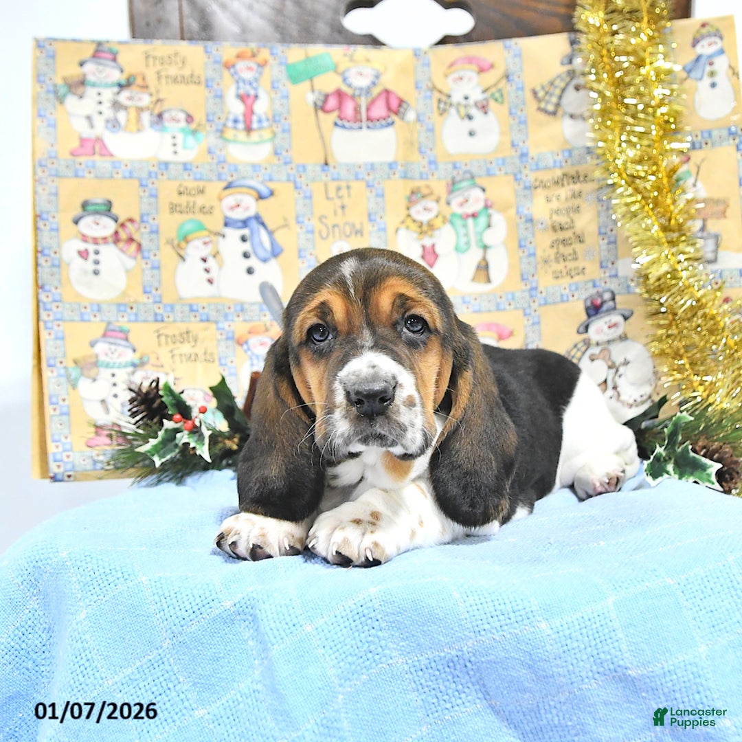 Basset Hound dogs for sale: Jacqueline - Ad 5