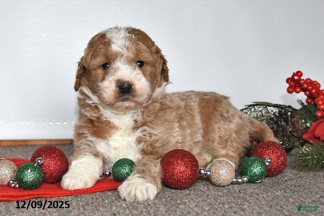 Mini Goldendoodle dogs for sale: Jessica - Ad 2