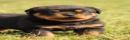 Rottweiler dogs for sale: France  - Ad 5