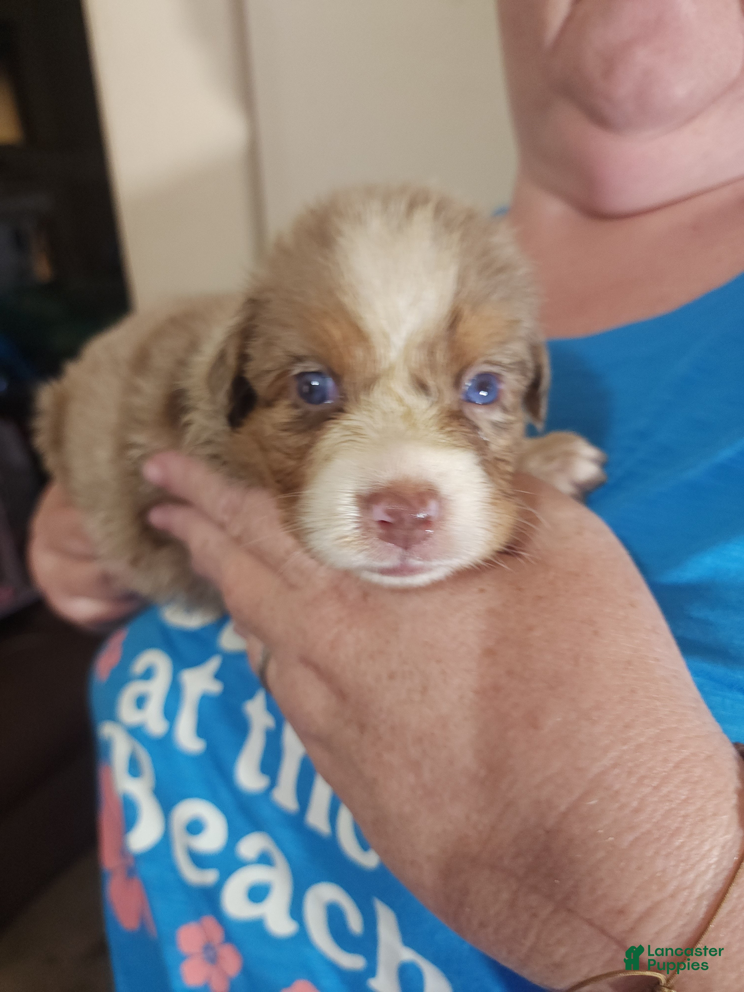 Australian Shepherd dogs Australian Shepherd Red Merle Female 3 - Ad 2