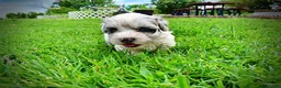 Havapoo dogs for sale: Sugar - Ad 7