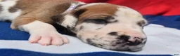 Great Dane dogs for sale: Great Dane - Lavender Collar - Fawnequin - Ad 6