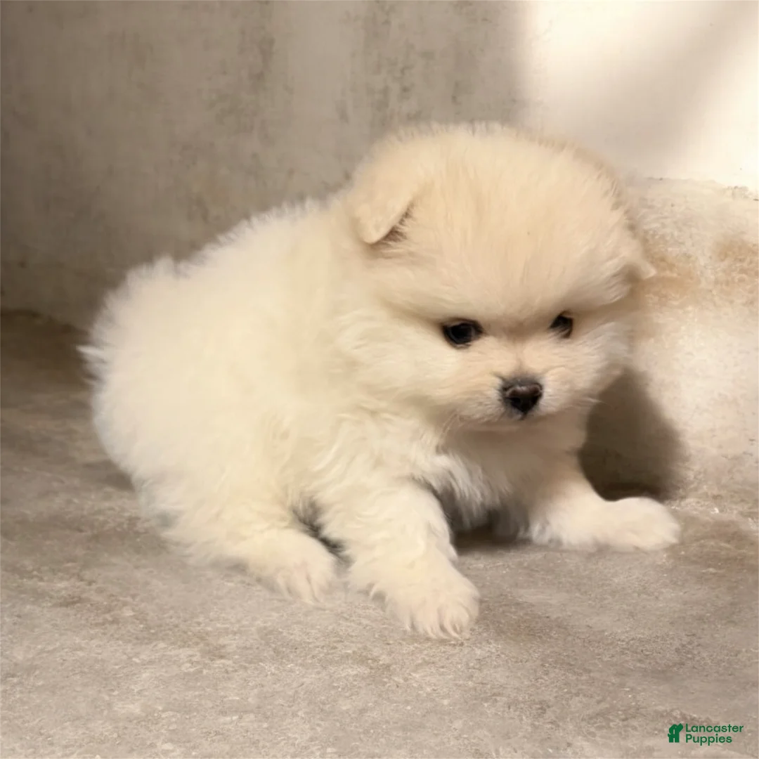 Pomeranian dogs for sale: Biscuit  - Ad 11