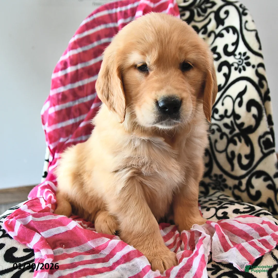 Golden Retriever dogs for sale: Valentina - Ad 2