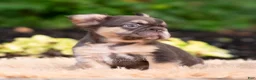 French Bulldog dogs for sale: Baby yoda - Ad 3