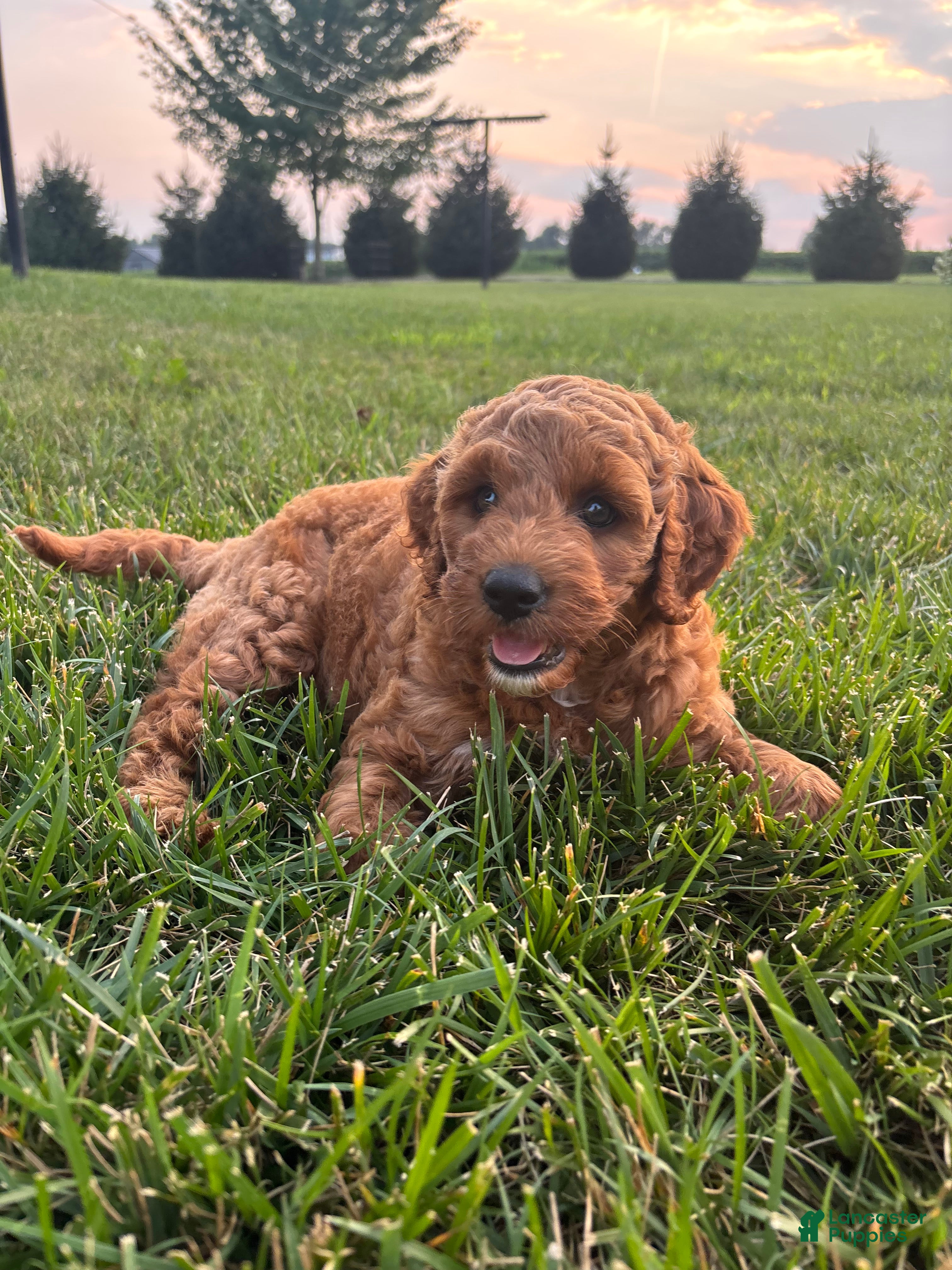Mini Goldendoodle dogs Rosie - Ad 2