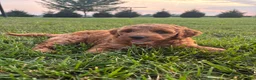 Mini Goldendoodle dogs for sale: Rosie - Ad 2