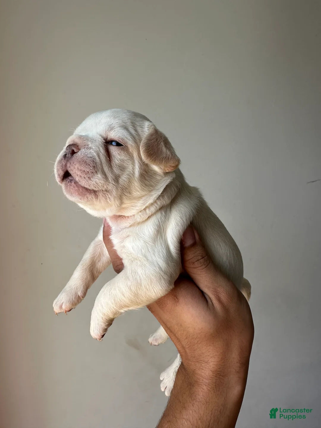 French Bulldog dogs for sale: French Bulldog Puppy 1 - Ad 2